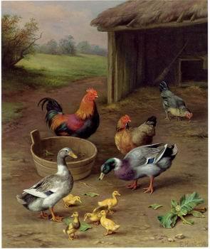 unknow artist Poultry 077 Norge oil painting art